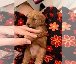 Small Photo #1 Poodle (Toy) Puppy For Sale in AURORA, CO, USA