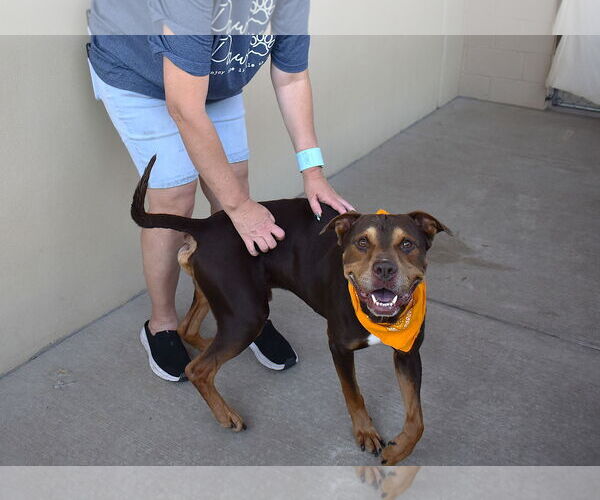 Medium Photo #3 Doberman Pinscher-Unknown Mix Puppy For Sale in McKinney, TX, USA