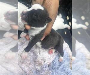 American Pit Bull Terrier-Unknown Mix Dogs for adoption in Houston, TX, USA