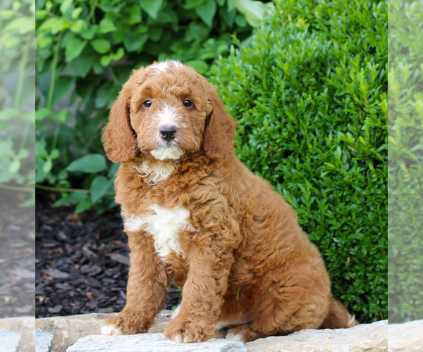 Medium Photo #4 Goldendoodle (Miniature) Puppy For Sale in LITITZ, PA, USA
