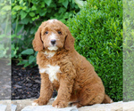 Small #3 Goldendoodle (Miniature)