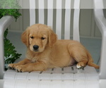Puppy 5 Golden Retriever