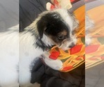 Image preview for Ad Listing. Nickname: Robbie