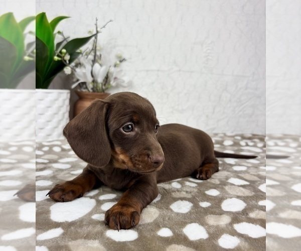 Medium Photo #5 Dachshund Puppy For Sale in INDIANAPOLIS, IN, USA