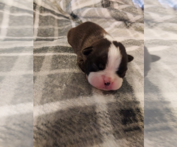 Medium Photo #4 Boston Terrier Puppy For Sale in ROCKY COMFORT, MO, USA