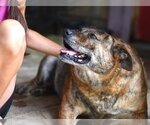 Small #1 Plott Hound Mix