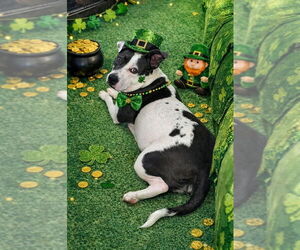 American Pit Bull Terrier-Unknown Mix Dogs for adoption in Germantown, OH, USA