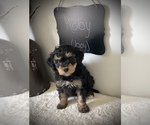Small #2 Miniature Bernedoodle