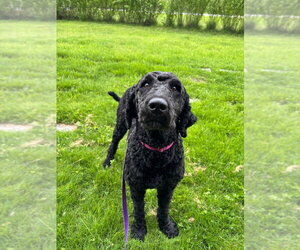 Labrador Retriever-Unknown Mix Dogs for adoption in Muskegon, MI, USA