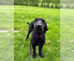 Small Labrador Retriever Mix