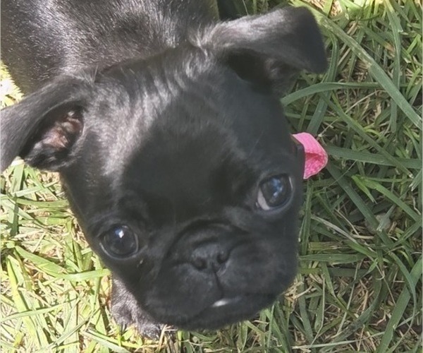 Medium Photo #1 Pug Puppy For Sale in HILLSDALE, MI, USA
