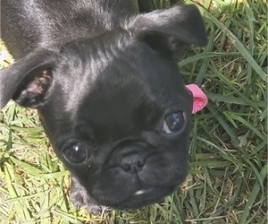 Medium Pug