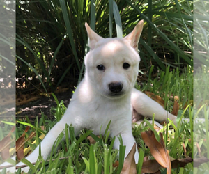 Shiba Inu Puppy for sale in ANNAPOLIS, WA, USA