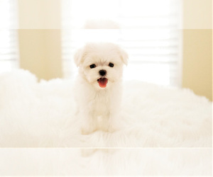 Maltese Puppy for sale in FULLERTON, CA, USA