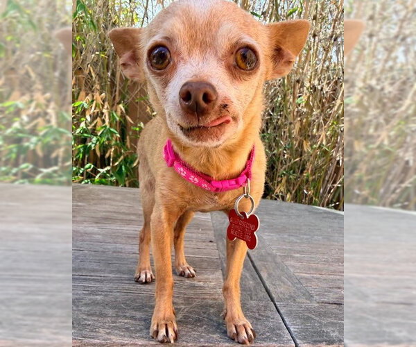 Medium Photo #4 Chihuahua Puppy For Sale in San Diego, CA, USA