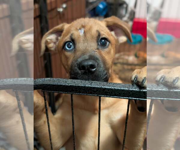 Medium Photo #1 Mutt Puppy For Sale in Holly Springs, NC, USA