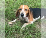 Small #1 Beagle
