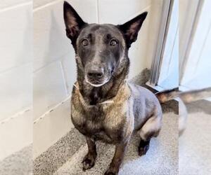 Mutt Dogs for adoption in Houston, TX, USA