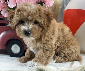Poodle (Toy) Puppy for sale in CANOGA, NY, USA