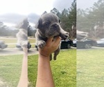 Puppy Blue French Bulldog