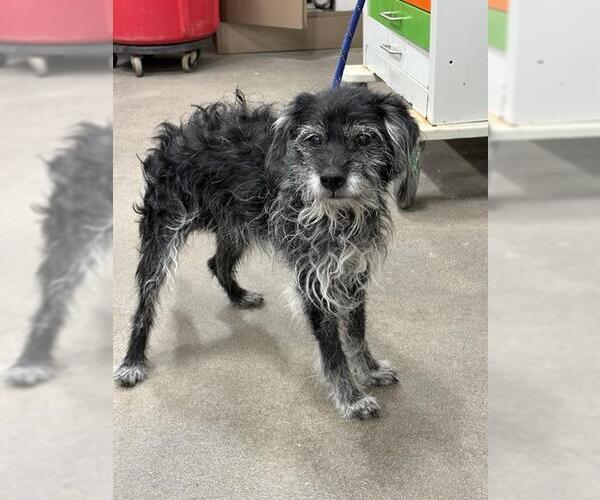 Medium Photo #1 Poodle (Miniature)-Unknown Mix Puppy For Sale in Forestville, MD, USA