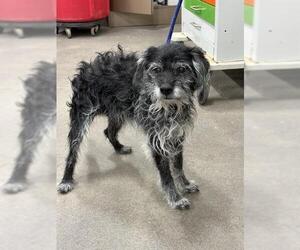 Poodle (Miniature)-Unknown Mix Dogs for adoption in Forestville, MD, USA