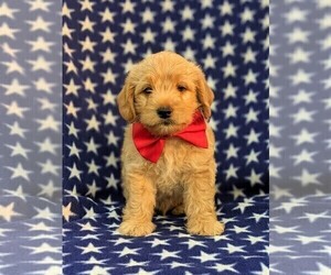 Labradoodle-Poodle (Miniature) Mix Puppy for sale in KIRKWOOD, PA, USA