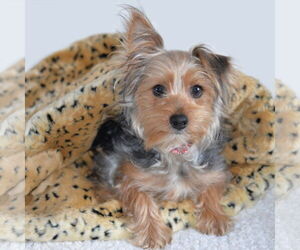 Mutt Dogs for adoption in Gretna, NE, USA