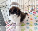 Small #10 Japanese Chin