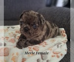 Small Photo #5 Pug Puppy For Sale in NEW BERN, NC, USA
