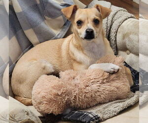 Pretty - Female Chihuahua-Unknown Mix Dog for Adoption - Photo #2