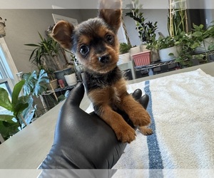 Yorkshire Terrier Puppy for sale in BROOKLAND, AR, USA