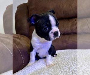 Boston Terrier Puppy for sale in WASHBURN, MO, USA