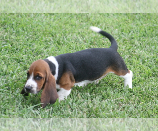 Medium Photo #70 Basset Hound Puppy For Sale in MEMPHIS, MO, USA