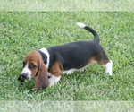 Small Photo #70 Basset Hound Puppy For Sale in MEMPHIS, MO, USA