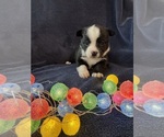 Small #3 Chi-Corgi