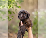 Small #5 Goldendoodle