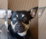 Small #7 Australian Kelpie Mix