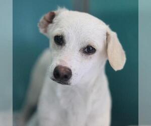 Chiweenie Dogs for adoption in San Antonio, TX, USA