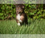 Small #7 Miniature Australian Shepherd
