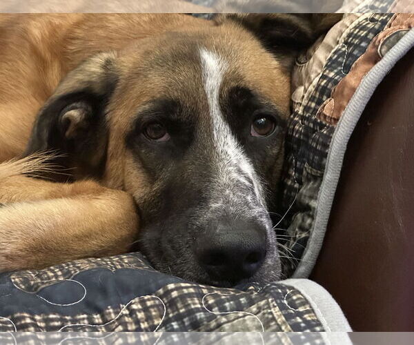 Medium Photo #6 Anatolian Shepherd-Unknown Mix Puppy For Sale in Harrisburg, PA, USA