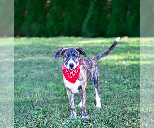 Medium Photo #14 Plott Hound-Unknown Mix Puppy For Sale in Unionville, PA, USA