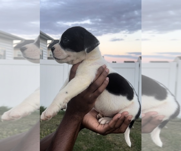 Medium Photo #1 Alapaha Blue Blood Bulldog Puppy For Sale in CHESTER, VA, USA