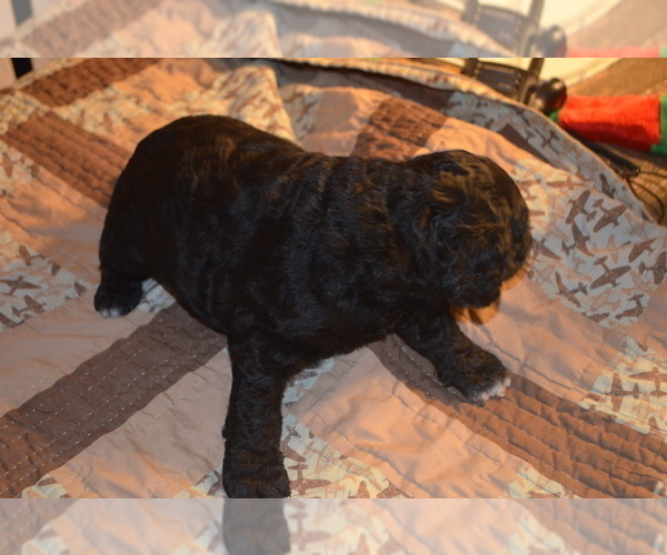 Medium Photo #5 Goldendoodle Puppy For Sale in BYRON, GA, USA