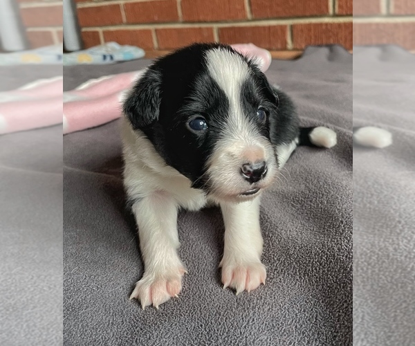 Medium Photo #5 Border Collie-Papillon Mix Puppy For Sale in CULPEPER, VA, USA