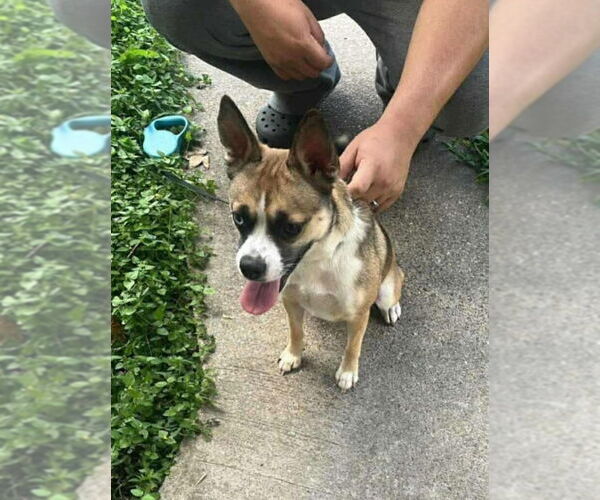 Medium Photo #4 Mutt Puppy For Sale in Princeton, MN, USA