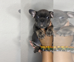 Puppy 6 French Bulldog
