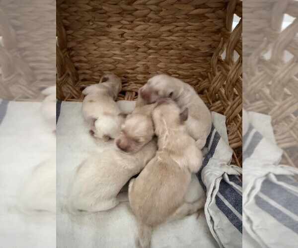 Medium Photo #8 Golden Retriever Puppy For Sale in MERCED, CA, USA