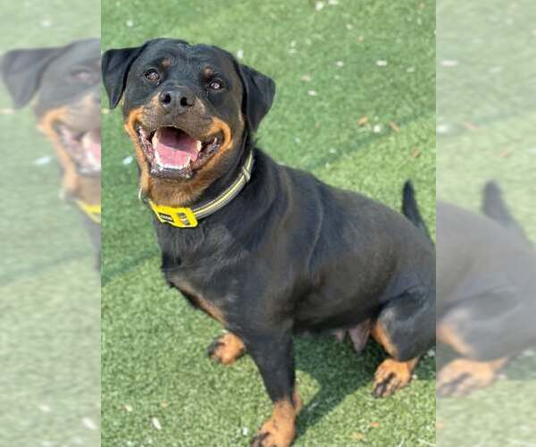 Medium Photo #1 Rottweiler Puppy For Sale in Hillsboro, NH, USA