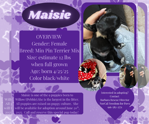 Miniature Pinscher Dogs for adoption in Rancho Cordova, CA, USA